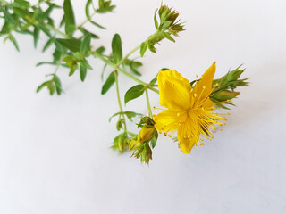 hypericum perforatum or balsam grass yellow flowers isolated