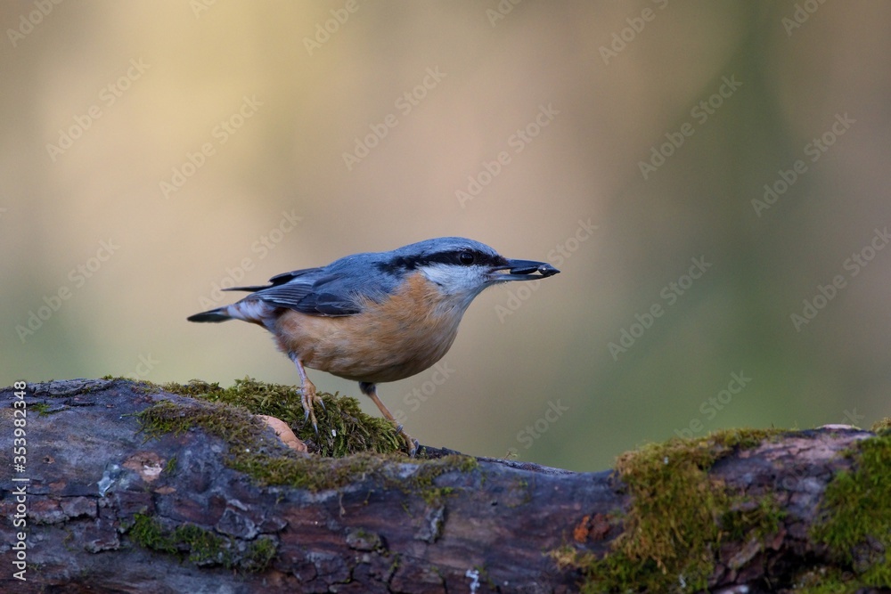 Wall mural Eurasian nuthatch in natural environment, Danube forest, Slovakia, Europe