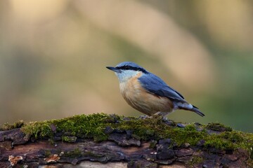Eurasian nuthatch in natural environment, Danube forest, Slovakia, Europe