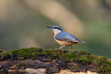 Eurasian nuthatch in natural environment, Danube forest, Slovakia, Europe