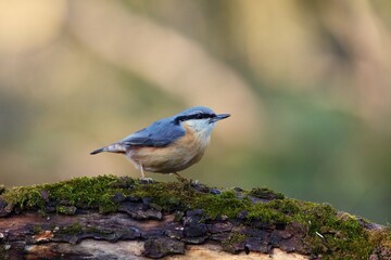 Eurasian nuthatch in natural environment, Danube forest, Slovakia, Europe