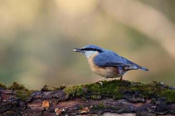 Eurasian nuthatch in natural environment, Danube forest, Slovakia, Europe