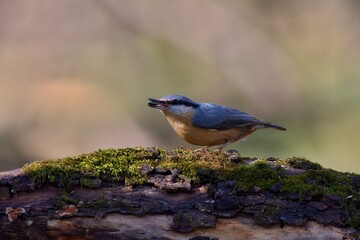 Eurasian nuthatch in natural environment, Danube forest, Slovakia, Europe