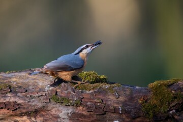 Eurasian nuthatch in natural environment, Danube forest, Slovakia, Europe
