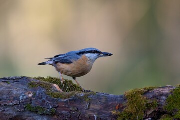 Eurasian nuthatch in natural environment, Danube forest, Slovakia, Europe