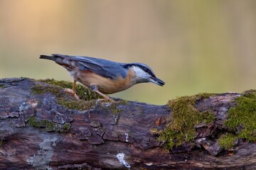 Eurasian nuthatch in natural environment, Danube forest, Slovakia, Europe