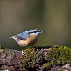 Eurasian nuthatch in natural environment, Danube forest, Slovakia, Europe