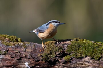 Eurasian nuthatch in natural environment, Danube forest, Slovakia, Europe