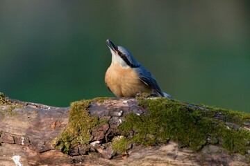 Eurasian nuthatch in natural environment, Danube forest, Slovakia, Europe