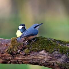 Eurasian nuthatch in natural environment, Danube forest, Slovakia, Europe