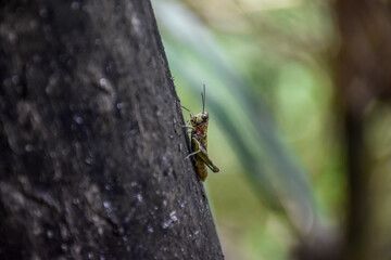 grasshopper