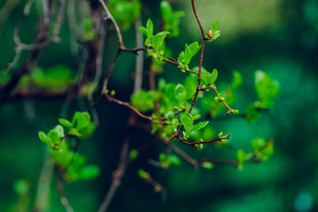 Chinese magnolia vine. Shallow depth of field.