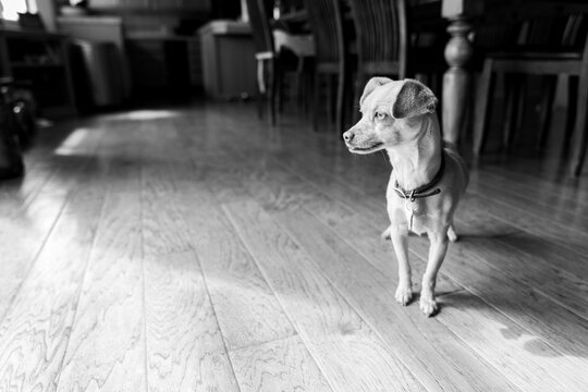 Black and white picture of a chihuahua standing on a wood floor in a home.