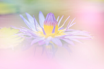 the lotus a color adjustment in soft style for background