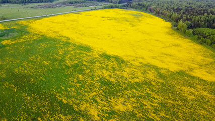 Spring blooming yellow mustard field in spring.