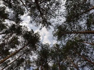 The tops of the trees against the blue sky