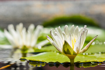 white lotus or white water lily in pond in the garden.