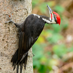 Pileated Woodpecker (Dryocopus pileatus)-male on tree

