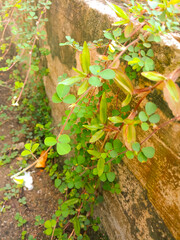 autumn leaves in the forest