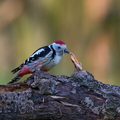 Middle spotted woodpecker ,,Leiopicus medius,, in Danube forest , Slovakia, Europe