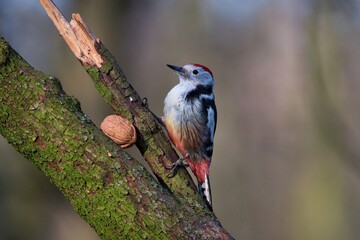 Middle spotted woodpecker ,,Leiopicus medius,, in Danube forest , Slovakia, Europe