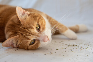 Adorable ginger orange and white cat with catnip laying on ground with white background. 