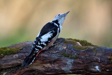 Middle spotted woodpecker ,,Leiopicus medius,, in Danube forest , Slovakia, Europe