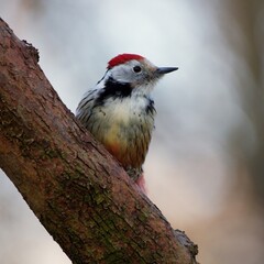 Middle spotted woodpecker ,,Leiopicus medius,, in Danube forest , Slovakia, Europe