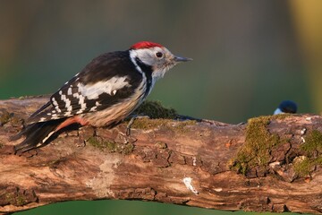 Middle spotted woodpecker ,,Leiopicus medius,, in Danube forest , Slovakia, Europe
