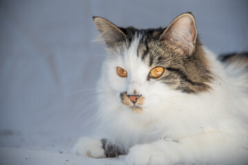 Beautiful fluffy white cat with brown features, orange eyes staring into distance on white background. 