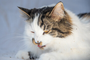 Beautiful fluffy white cat with brown features, orange eyes licking with mouth open on white background. 