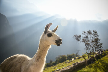 llama in the mountains