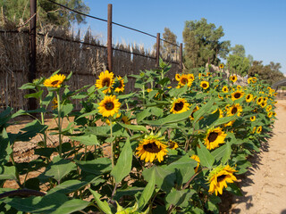 yellow sunflowers standing tall in an open field under the sun and bright blue sky.