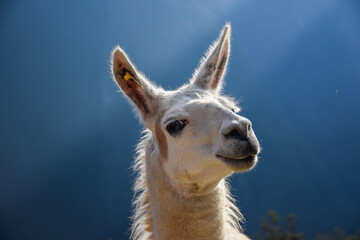 close up of a llama © Eduardo