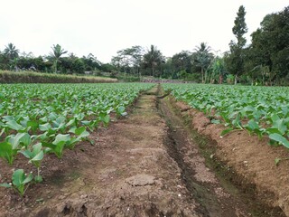 Fototapeta na wymiar mustard greens and irrigation on farming field
