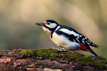 Great spotted woodpecker ,,Dendrocopos major,, in his natural environment, Danube wetland, Slovakia, Europe