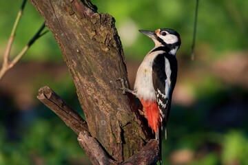 Great spotted woodpecker ,,Dendrocopos major,, in his natural environment, Danube wetland, Slovakia, Europe
