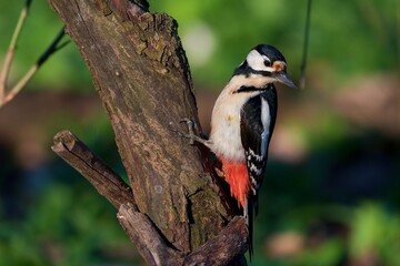 Great spotted woodpecker ,,Dendrocopos major,, in his natural environment, Danube wetland, Slovakia, Europe