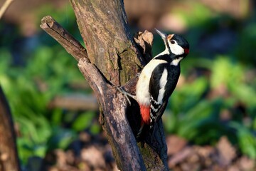 Great spotted woodpecker ,,Dendrocopos major,, in his natural environment, Danube wetland, Slovakia, Europe