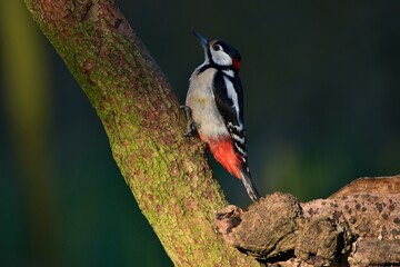 Great spotted woodpecker ,,Dendrocopos major,, in his natural environment, Danube wetland, Slovakia, Europe