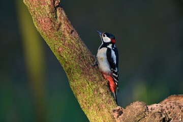 Great spotted woodpecker ,,Dendrocopos major,, in his natural environment, Danube wetland, Slovakia, Europe