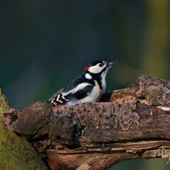 Great spotted woodpecker ,,Dendrocopos major,, in his natural environment, Danube wetland, Slovakia, Europe
