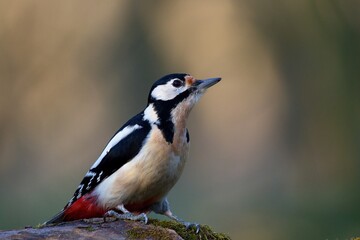 Great spotted woodpecker ,,Dendrocopos major,, in his natural environment, Danube wetland, Slovakia, Europe