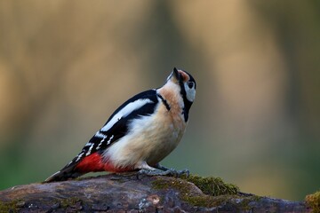 Great spotted woodpecker ,,Dendrocopos major,, in his natural environment, Danube wetland,...