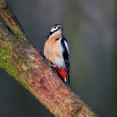 Great spotted woodpecker ,,Dendrocopos major,, in his natural environment, Danube wetland, Slovakia, Europe