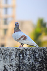 pigeon on a stone