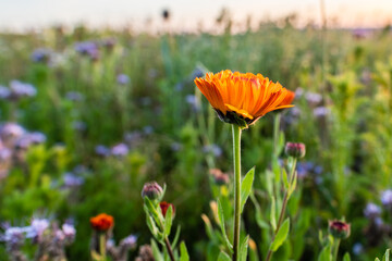 yellow poppy flowers
