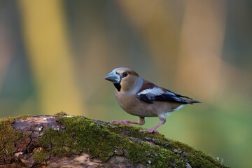 Close up of Hawfinch ,,Coccothraustes coccothraustes,, in Danube forest, Slovakia, Europe
