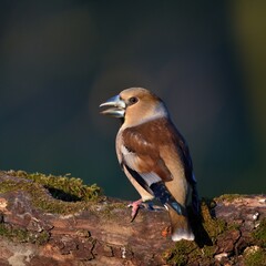Close up of Hawfinch ,,Coccothraustes coccothraustes,, in Danube forest, Slovakia, Europe