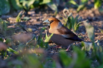 Close up of Hawfinch ,,Coccothraustes coccothraustes,, in Danube forest, Slovakia, Europe